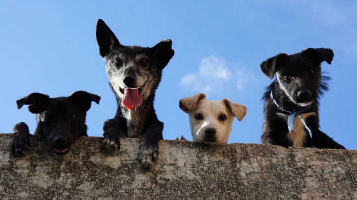 En NL, sancionarán con prisión a quienes maltraten o asesinen a mascotas
