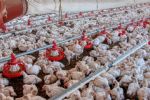 México localiza 296 mil aves infectadas de gripe aviar