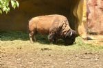Muere bisonte americano en el Parque La Pastora