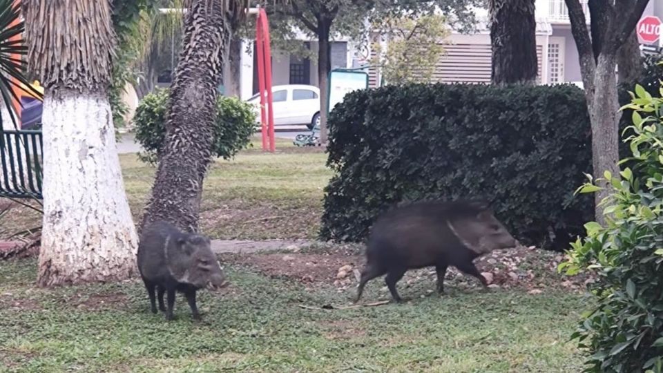 Jabalíes en parque público. Foto: Cortesía