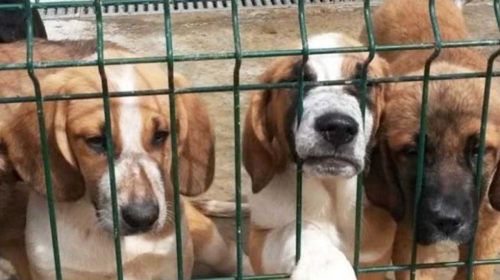 Nuevo León prohibirá venta de perros y gatos provenientes de criaderos
