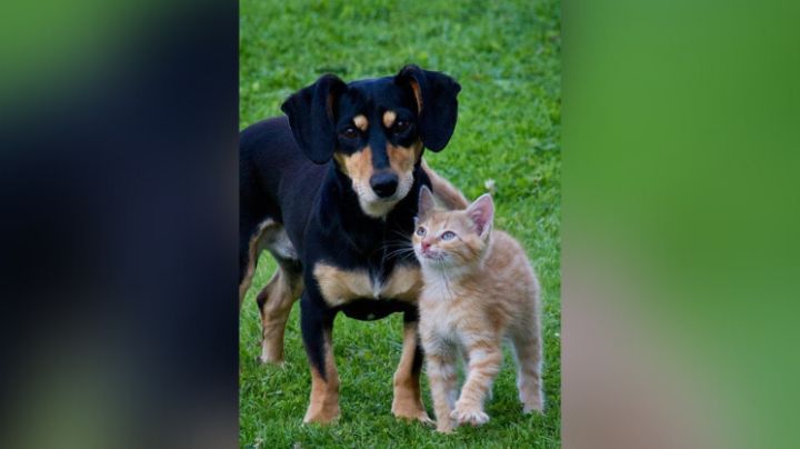 Prohíben en Nuevo León la venta de mascotas menores a cuatro meses