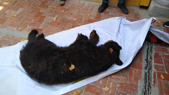 Rescatan a oso que se metió a la Presidencia de Villaldama