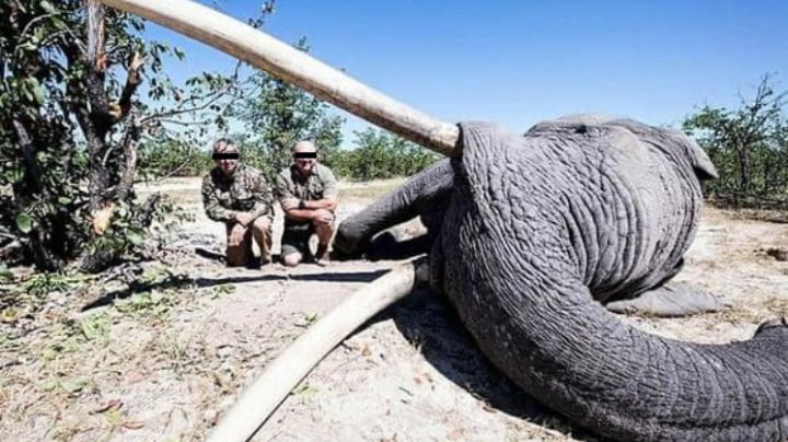 Elefante más grande de Botsuana es asesinado de un tiro