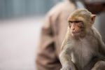 Viruela de Mono: ¿Cuáles son los síntomas?