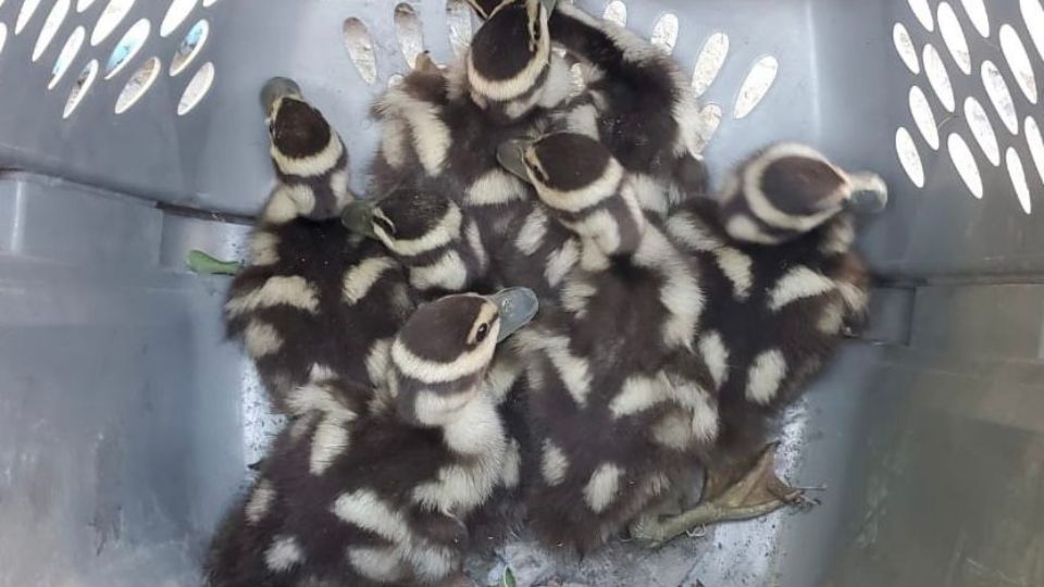 Las ocho crías fueron rescatadas en perfecto estado.