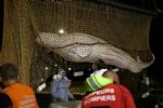 Sacrifican a ballena beluga rescatada en el río Sena de Francia