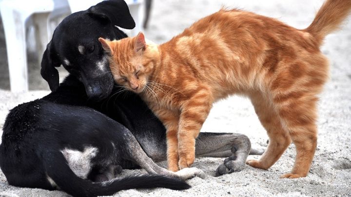Tips para proteger a perros y gatos de la pirotecnia en estas fechas patrias