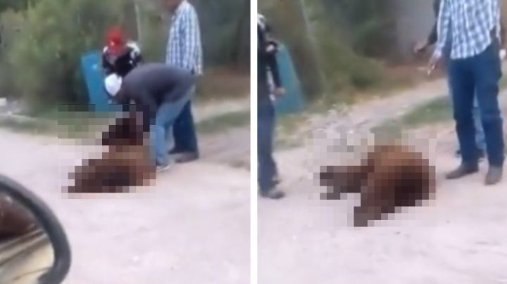Matan a balazos a oso negro en Sonora