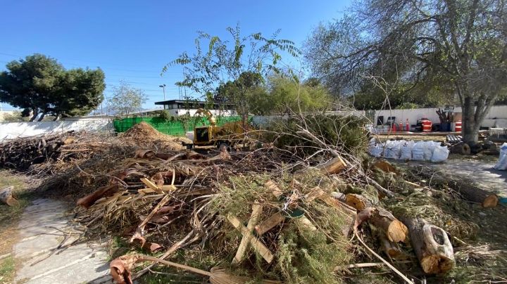 Busca San Pedro darle una segunda vida a los pinos de navidad