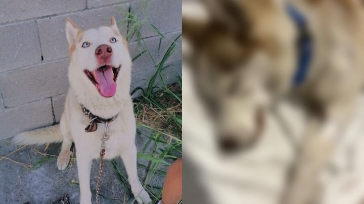 Veterinaria ayuda a perrito fallecido a regresar con sus dueños