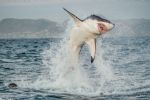 Tiburón blanco decapita a hombre en Sonora