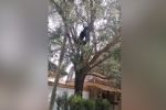 Avistan oso en quinta ubicada al sur de Monterrey