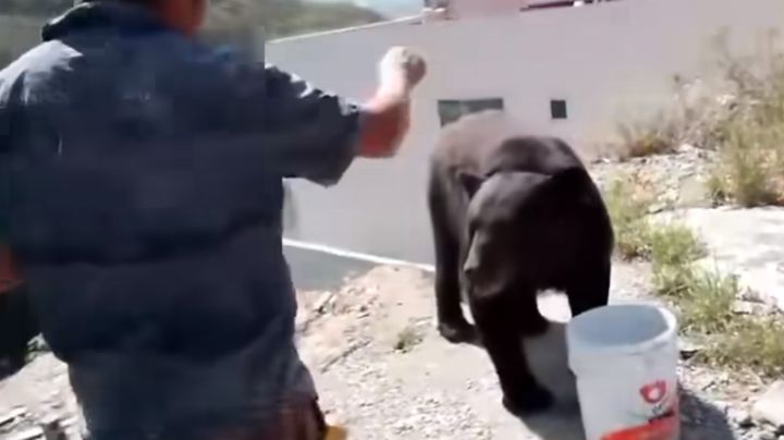 Albañiles le invitan taco a oso en San Pedro