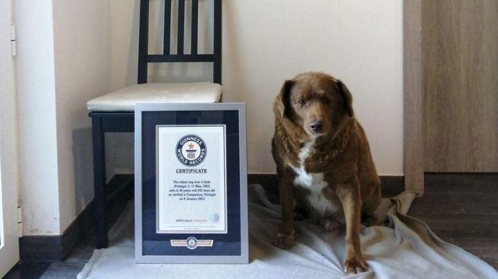 Bobi, el perro más longevo del mundo, muere a los 31 años