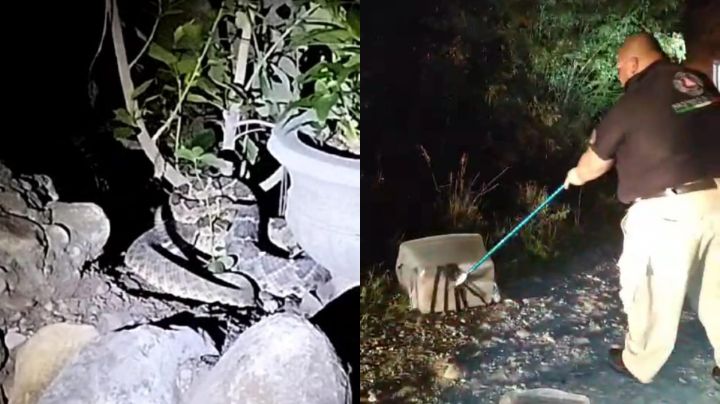 Serpiente de casi 2 metros aparece en domicilio de Linares