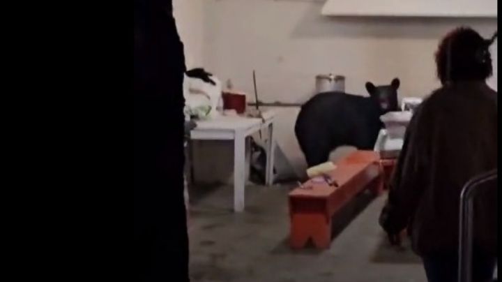 Oso sorprende a los asistentes a reunión en San Pedro