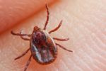 Primero Francia... ahora España sufre plaga de garrapatas