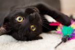 Mes de octubre, el terror para los gatos negros, ¿por qué?