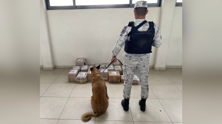 Gracias a perrito, Guardia Nacional decomisa mariguana en gomitas, cereal y frituras, en Monterrey