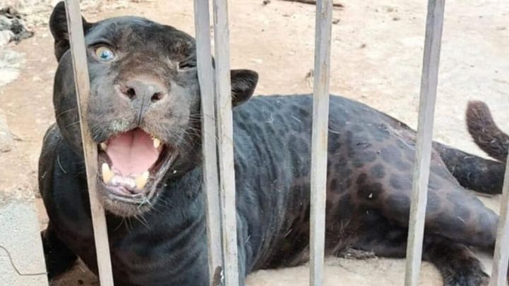 Niña de tres años es atacada por un jaguar y sufre graves heridas en Chihuahua
