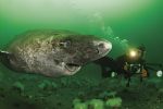 Reaparece el ‘tiburón abuelo’, el animal más viejo del mundo