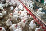 México suma otra granja infectada por gripe aviar