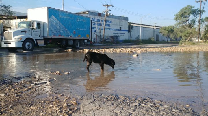 Perrito aprovecha ‘mega fuga’ en Escobedo para refrescarse