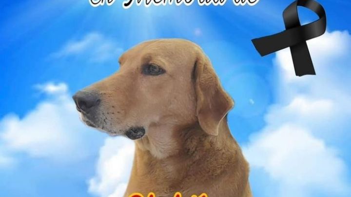 Muere perrito ‘Elektro’ a causa de un infarto por uso de pirotecnia