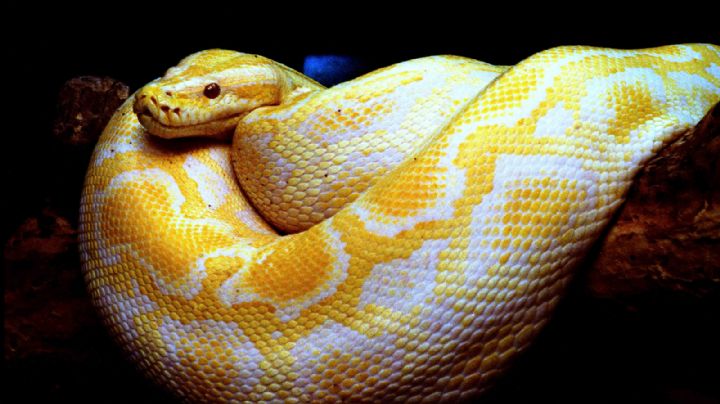 Hombre atacado por serpiente logra escapar tras matarla a mordiscos