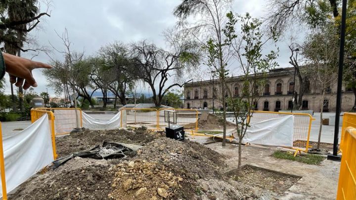 Persisten los estragos de la sequía; retirarán 15 árboles de la Explanada Cultural