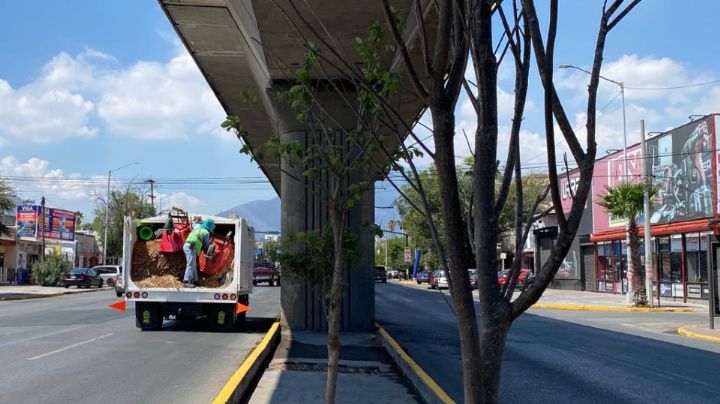 Reforestación Extrema gana terreno en arborización en Nuevo León