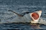 Fallece adolescente tras sufrir un ataque de un tiburón en Australia