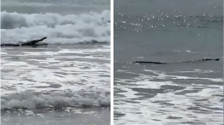Video: Sorprende a turistas cocodrilo en playa de Guerrero