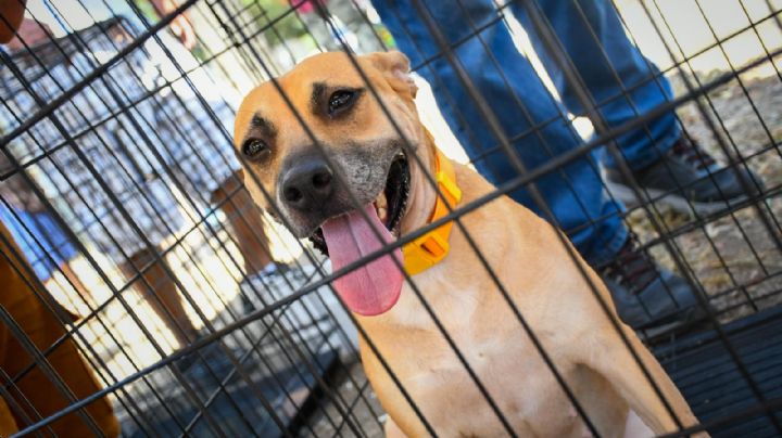 ¿Buscas un amigo? Monterrey tendrá feria de adopciones