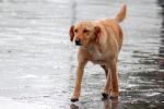 ¿Cómo dar hogar temporal a un perrito esta Navidad en Monterrey?