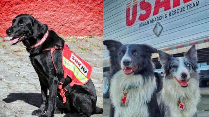 Perritos sufren heridas al rescatar a personas en Turquía