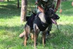 ¿Qué causó la muerte de 'Proteo', perrito rescatista que viajó a Turquía?