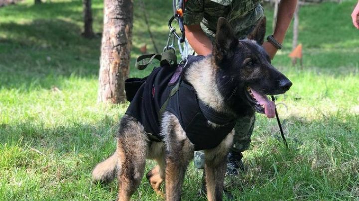 ¿Qué causó la muerte de 'Proteo', perrito rescatista que viajó a Turquía?