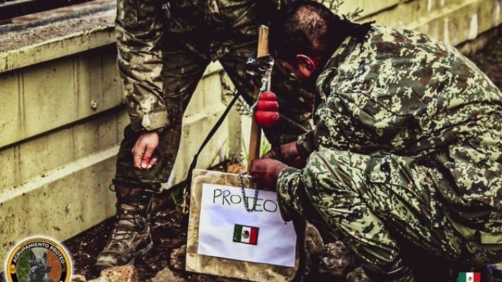 Llegarán a México restos de 'Proteo', perrito rescatista que murió en Turquía