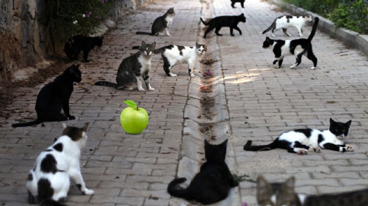 Asesino de gatos utilizaría manzanas para envenenarlos