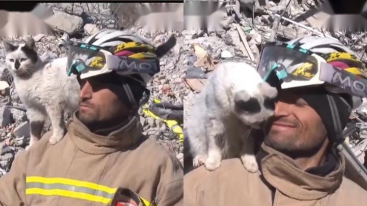 Rescatista adopta a gatito que salvó bajo escombros en Turquía