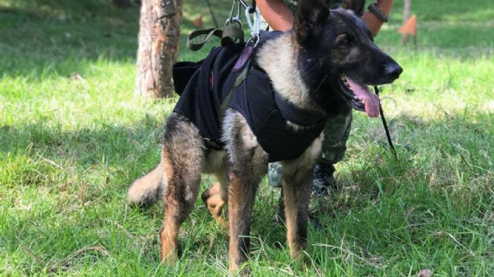 Con corrido rinden homenaje a Proteo, el perrito rescatista que murió en Turquía