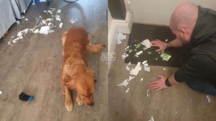 Pone en venta su perro por ‘comerse’ sus boletos para final de copa