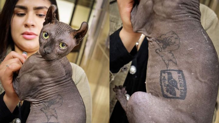 Le buscan familia a ‘Mishicles’, el gato del Cereso de Cd. Juárez