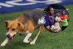 Rayados: Aparecieron los dueños de la perrita del Estadio BBVA