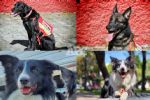 ¡Equipo de lujo! Perritos mexicanos rescatarán personas en Turquía