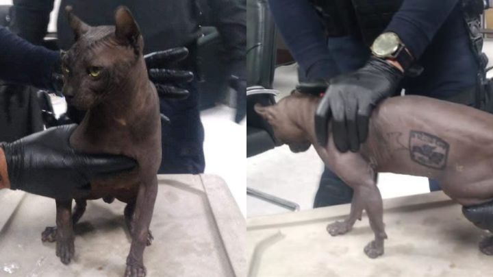Rescatan gato egipcio, y marcado, en Cereso de Ciudad Juárez