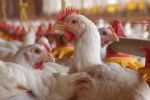 Debemos prepararnos: OMS ante posible pandemia de gripe aviar