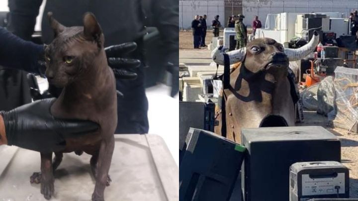 Animales y un ‘festival’: Esto encontraron en el Cereso de Cd. Juárez